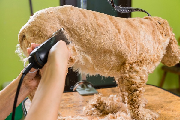 Grooming-the-hair-of-brown-dog-breed