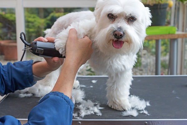 How-to-Use-Dog-Clippers