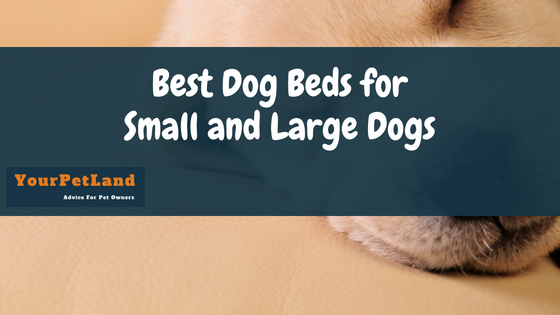 Best Dog Beds for Small and Large Dogs