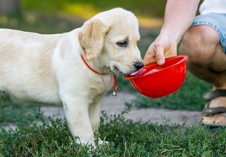 Signs of Sick Dog Dehydration and How to Rehydrate
