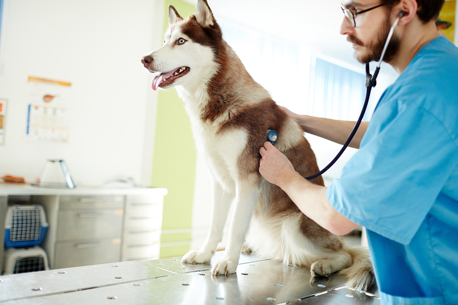 Vet with stethoscope examining ill dog