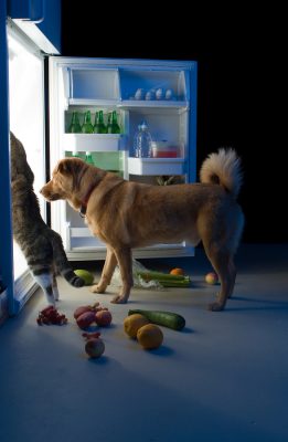 Why do Dogs Hide Food?
