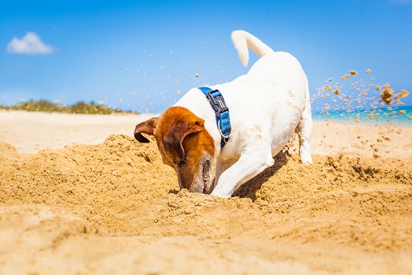 Dog-Digging-under-fence
