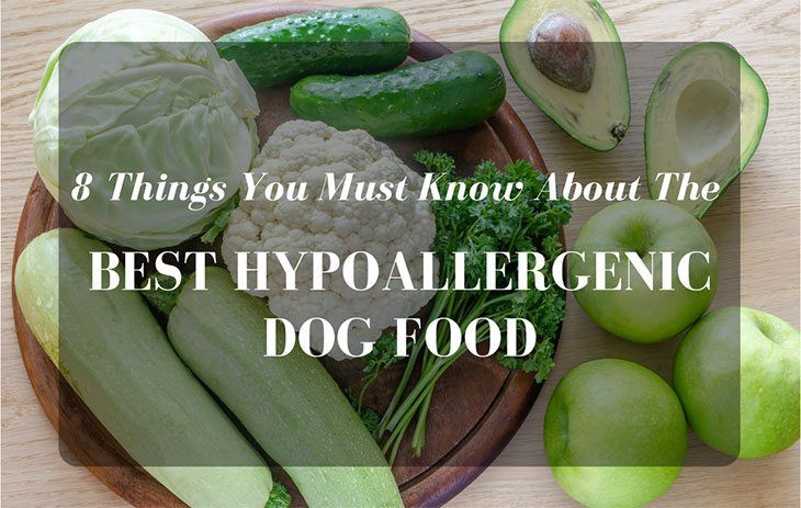 8 Things You Must Know About The Best Hypoallergenic Dog Food