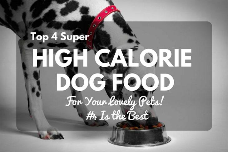 Top 4 Super High Calorie Dog Food For Your Lovely Pets! 2018 Edition