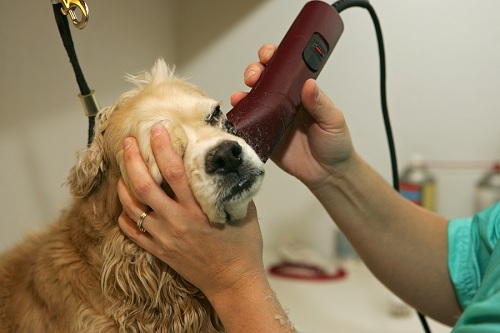 Andis-Dog-Clippers