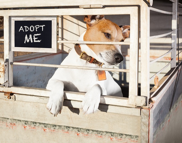 how-to-adopt-a-dog