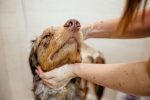 oat-bath-for-dogs