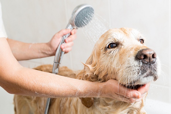 shampoo-the-dog