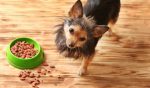 Best Dog-Food-Small-Tiny-Dogs-feat-img