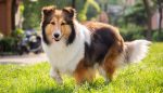photo of a Rough Collie dog about to run