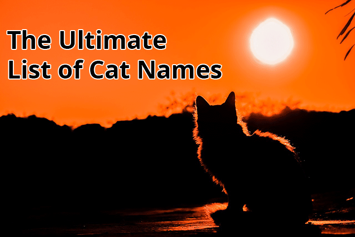 ultimate list of cat names