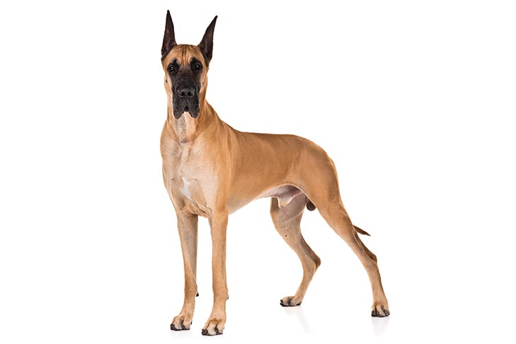 photo of a Great Dane