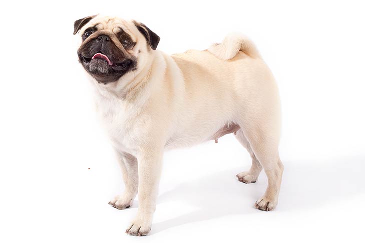 photo of a Pug, one of the lazy dog breeds
