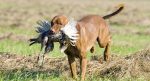 Hunting-Dog-feat-img