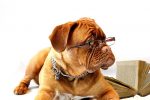 a dog wearing eyeglasses