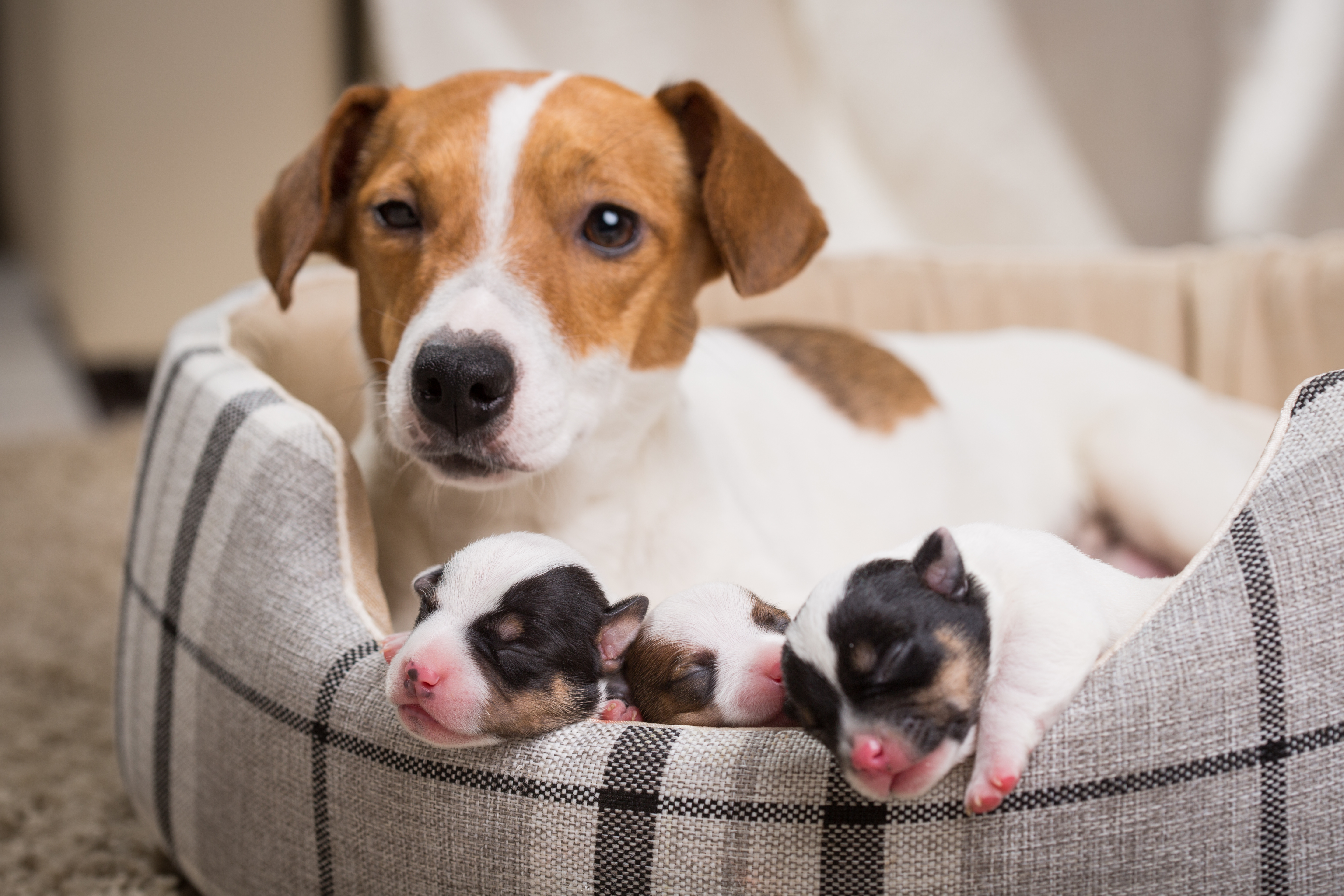 mother dog and little puppies comfortably lay in a pet bed