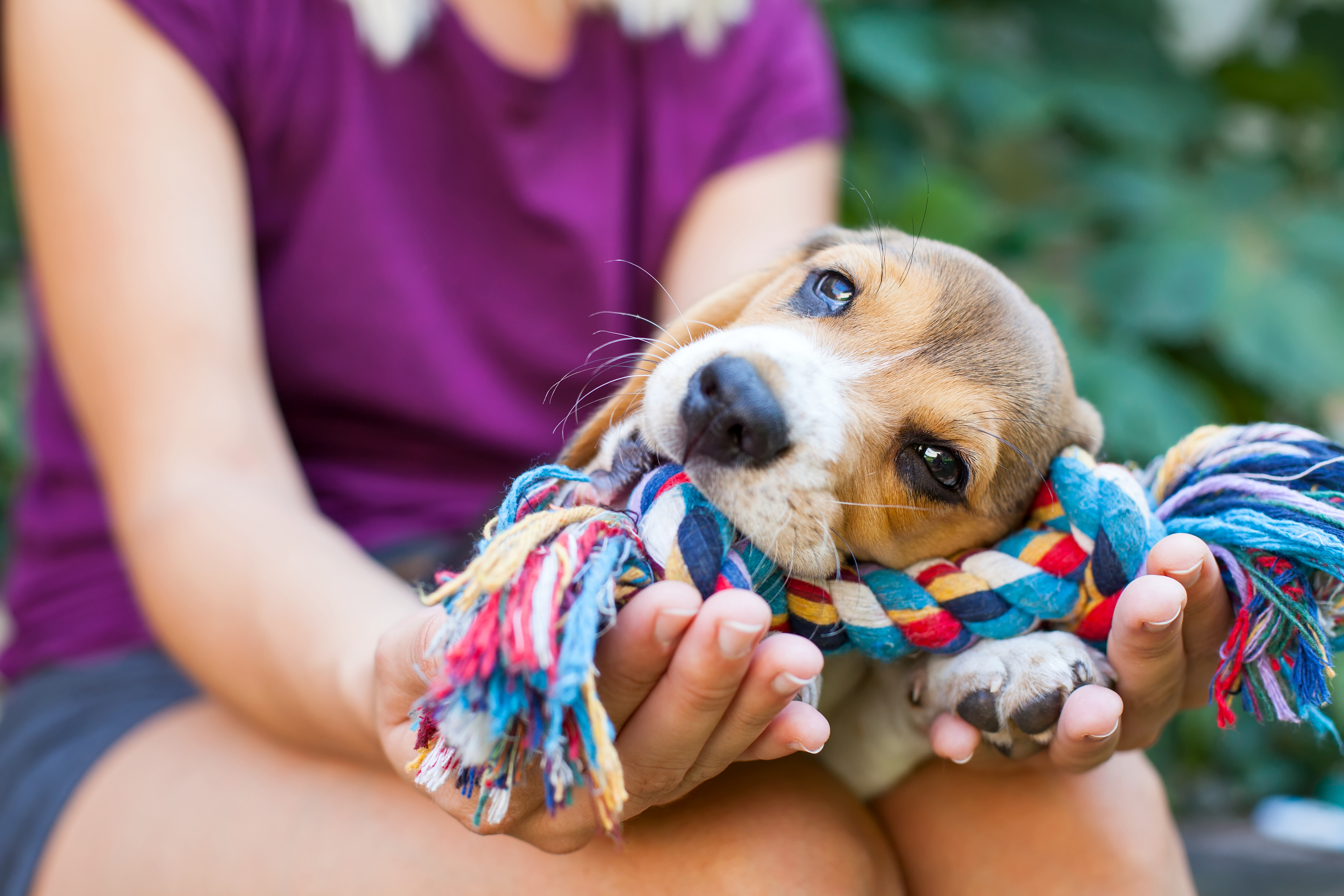 Cuddling with a beagle puppy 