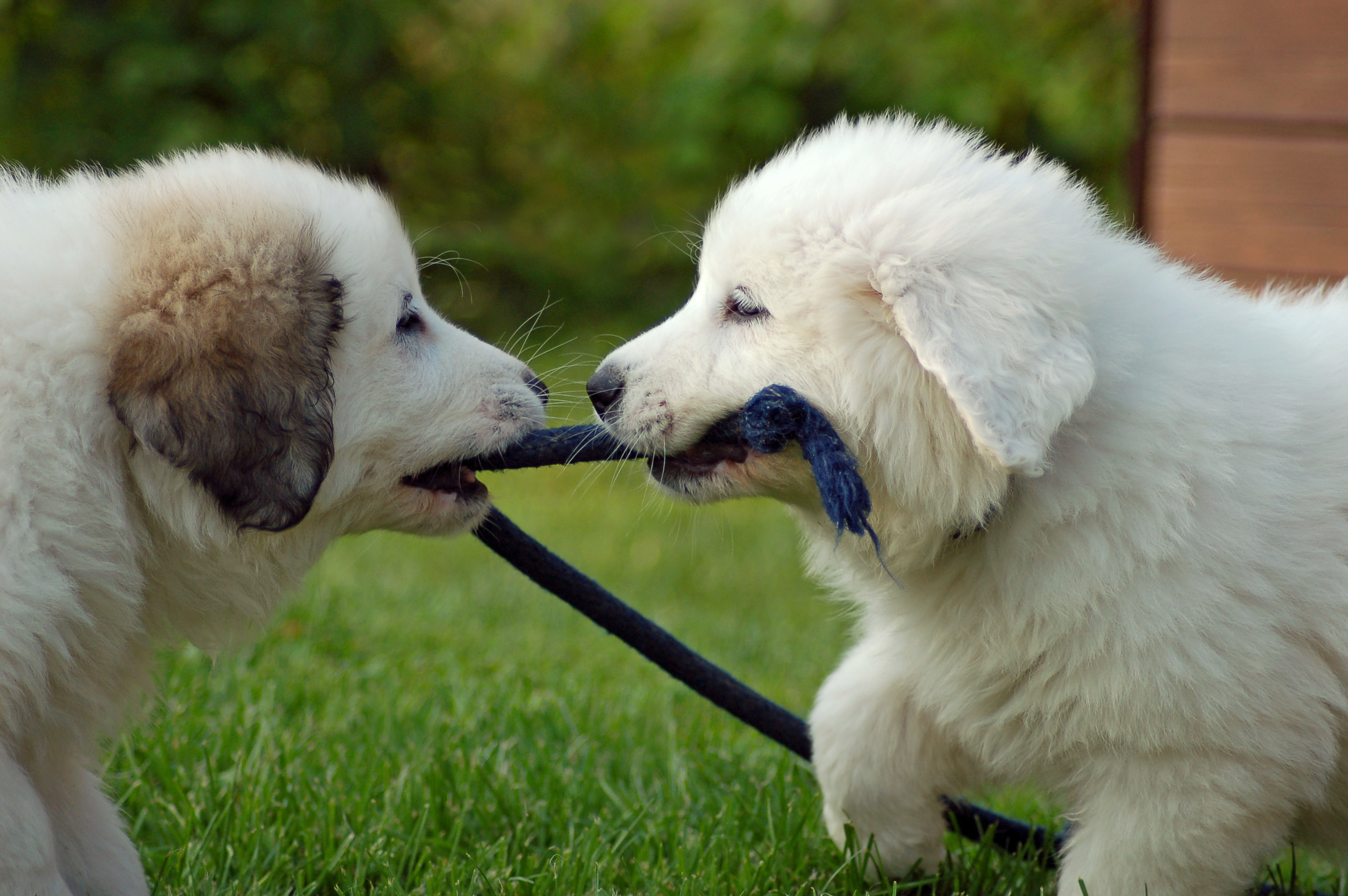 adorable puppies playing tug of war