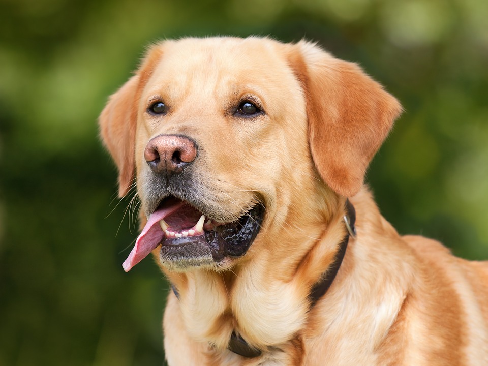 a brown Labrador dog sticking out its tongue due to tiredness