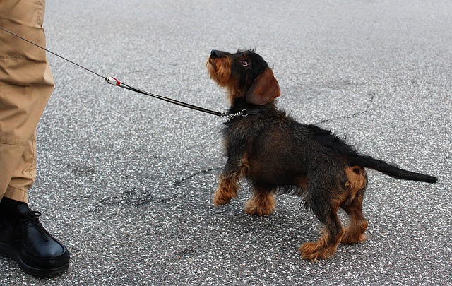 a dachshund wearing a collar and leash during his training