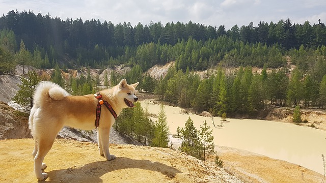 an akita dog on top of a sand quarry