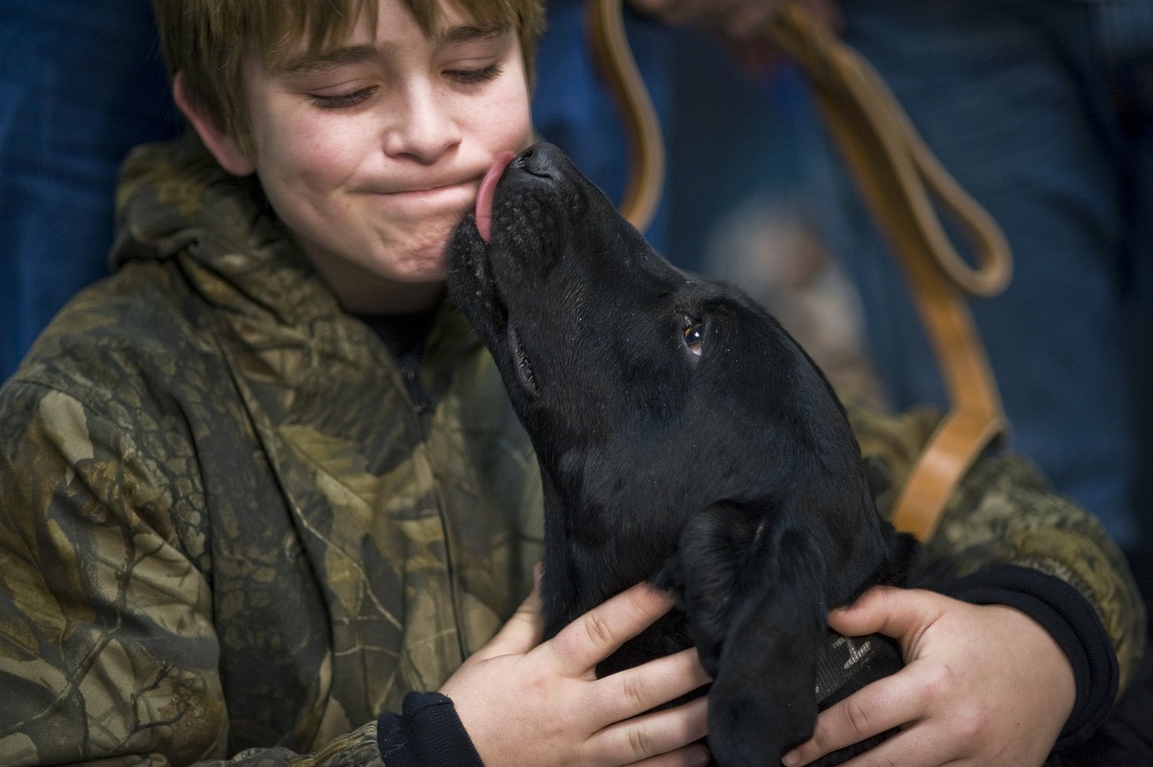a loyal black labrador gently licking the face of his owner
