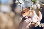 how long do hamsters live: a hamster on hand near a branch of flowers