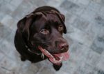 a chocolate labrador retriever, one of the most loyal dog breeds