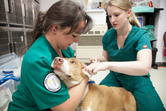 Veterinarian holding dog