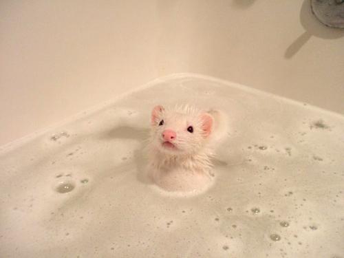 Ferret taking a bath