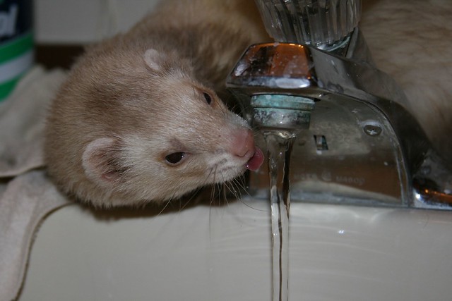 Ferret drinking water