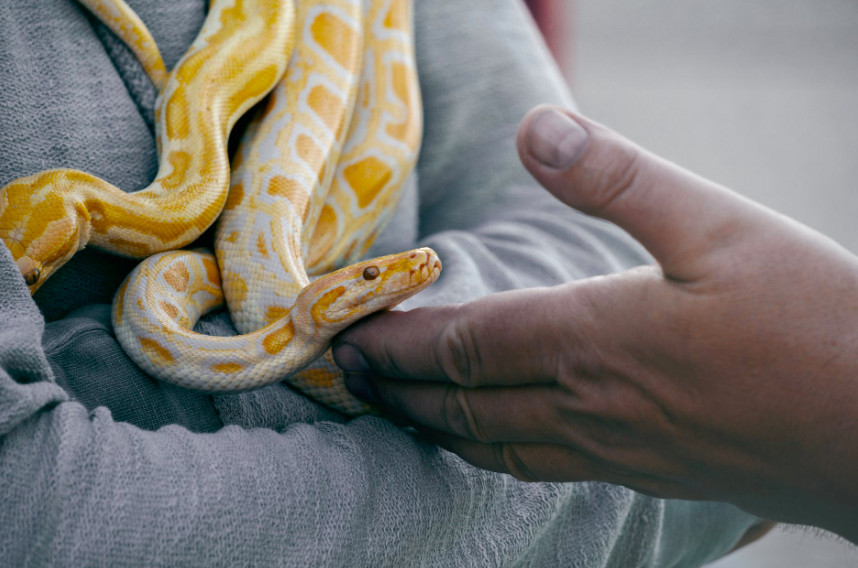 close up photo of person holding yellow and white snake