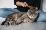 woman brushing a cat with cat brush