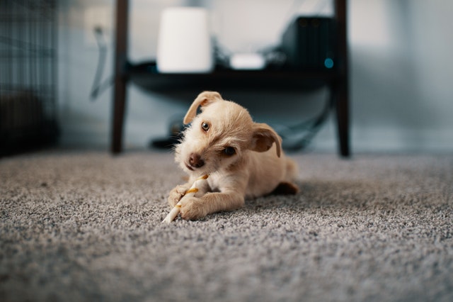 a puppy lying on a carpet which may need the best pet carpet cleaner