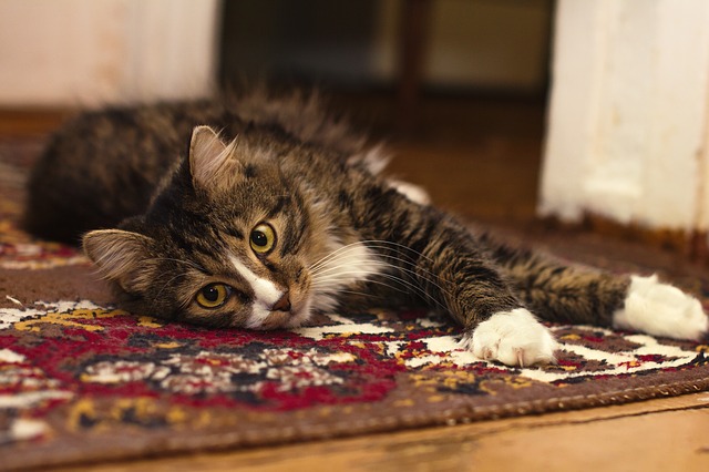 cat lying on a carpet