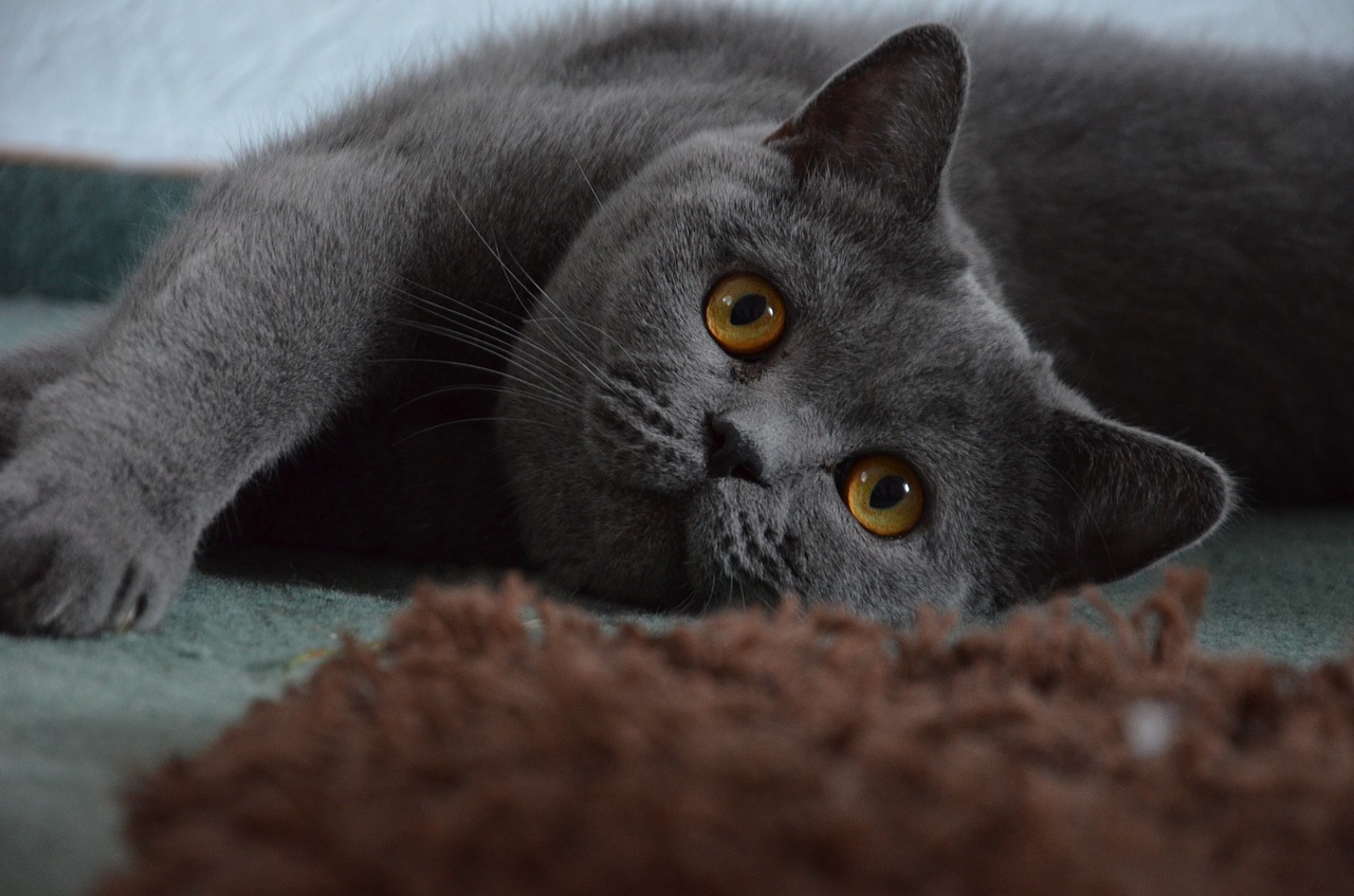 grey british shorthair cat