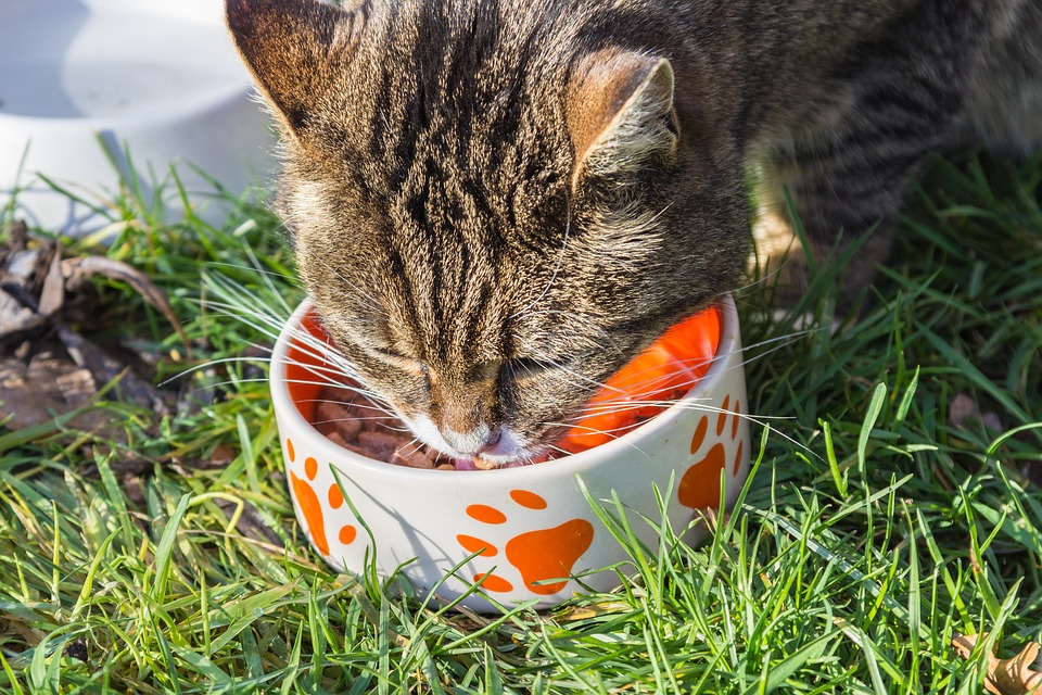 a domestic cat eating with his bowl on the lawn