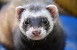 close up shot to know what is a ferret