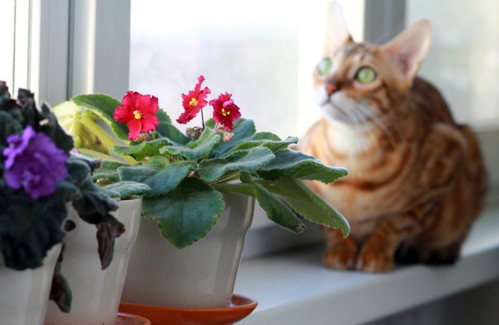 how to keep cats out of houseplants