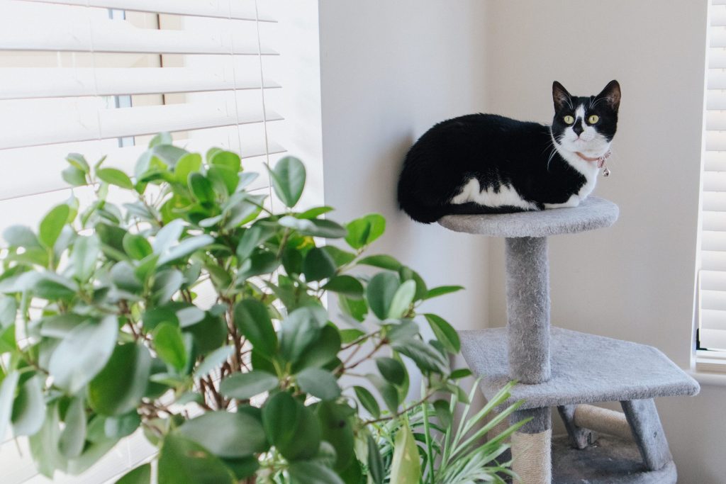 Cat watching plant