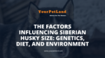 Siberian Husky Size Factors: Genetics, Diet & Environment