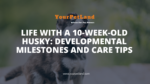 header image for Life with a 10-Week-Old Husky: Developmental Milestones and Care Tips