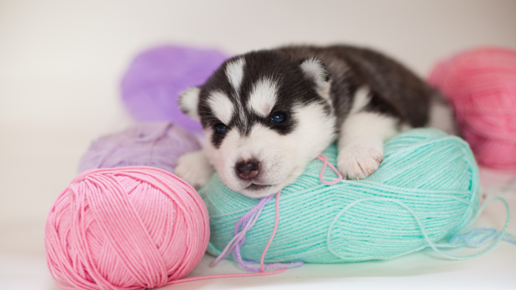 dog on top of a colorful yarn
