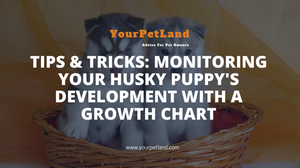 Tips & Tricks: Monitoring Your Husky Puppy's Development with a Growth Chart