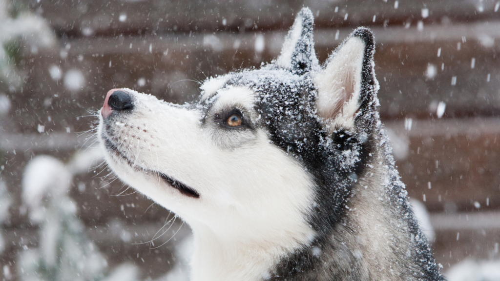 dog under the snow