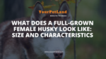 header image for What Does a Full-Grown Female Husky Look Like: Size and Characteristics
