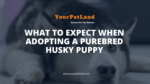 header image for What to Expect When Adopting a Purebred Husky Puppy