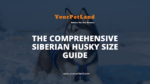 header image for The Comprehensive Siberian Husky Size Guide