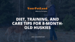 header image for Diet, Training, and Care Tips for 8-Month-Old Huskies